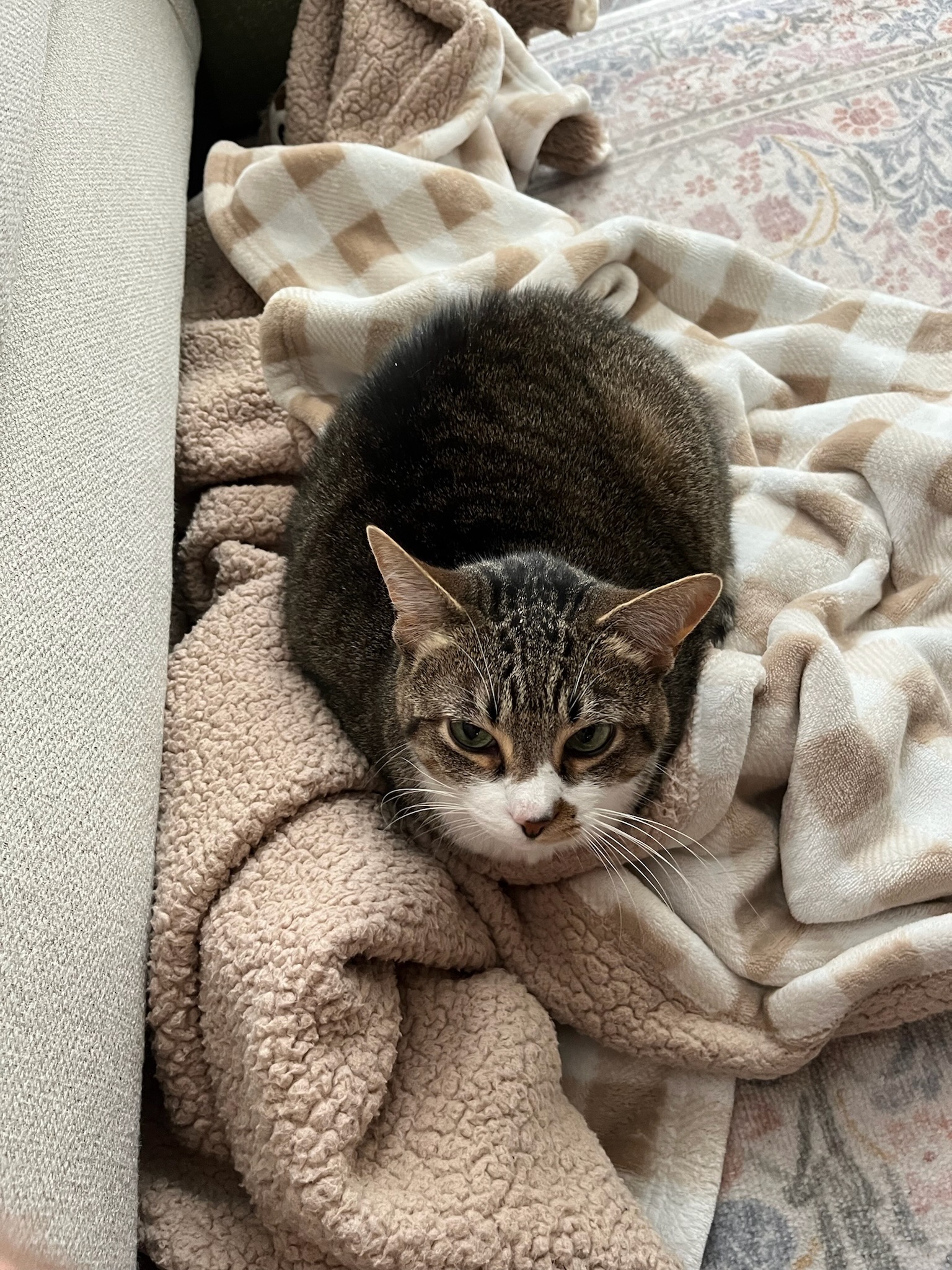 Daisy sitting on a blanket on the couch